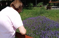 lavanda